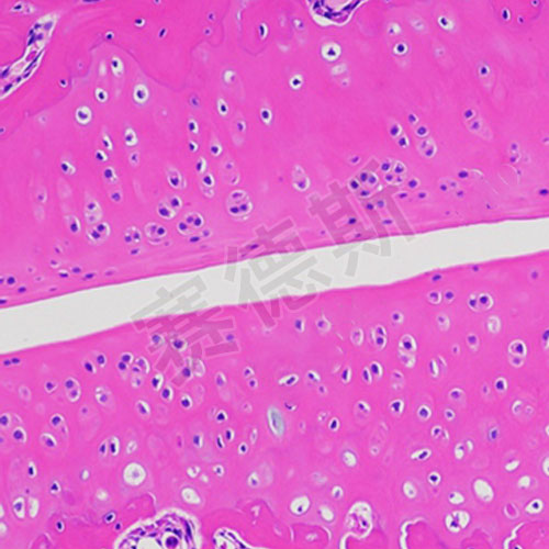 大样本双宽切磨片拍照（图像拼接）